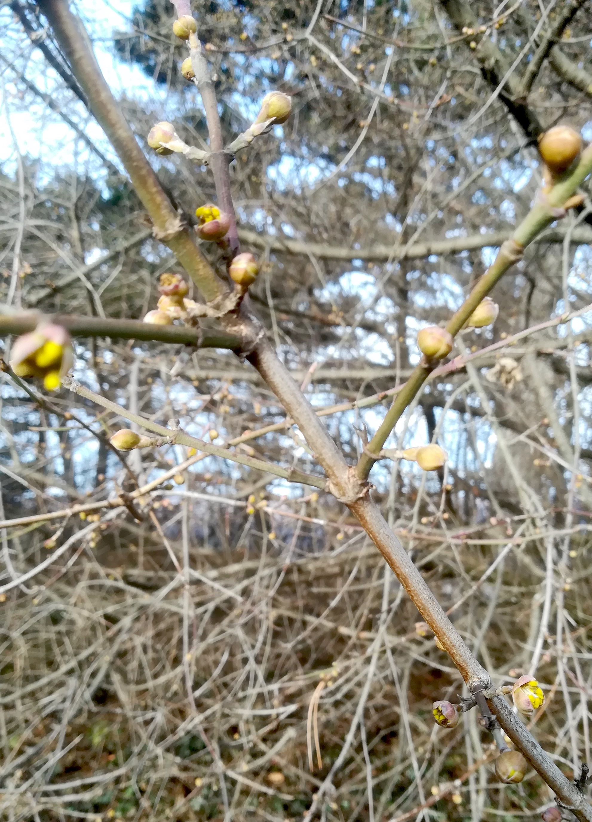 cornus mas bierhäuslberg_20211230_121958.jpg