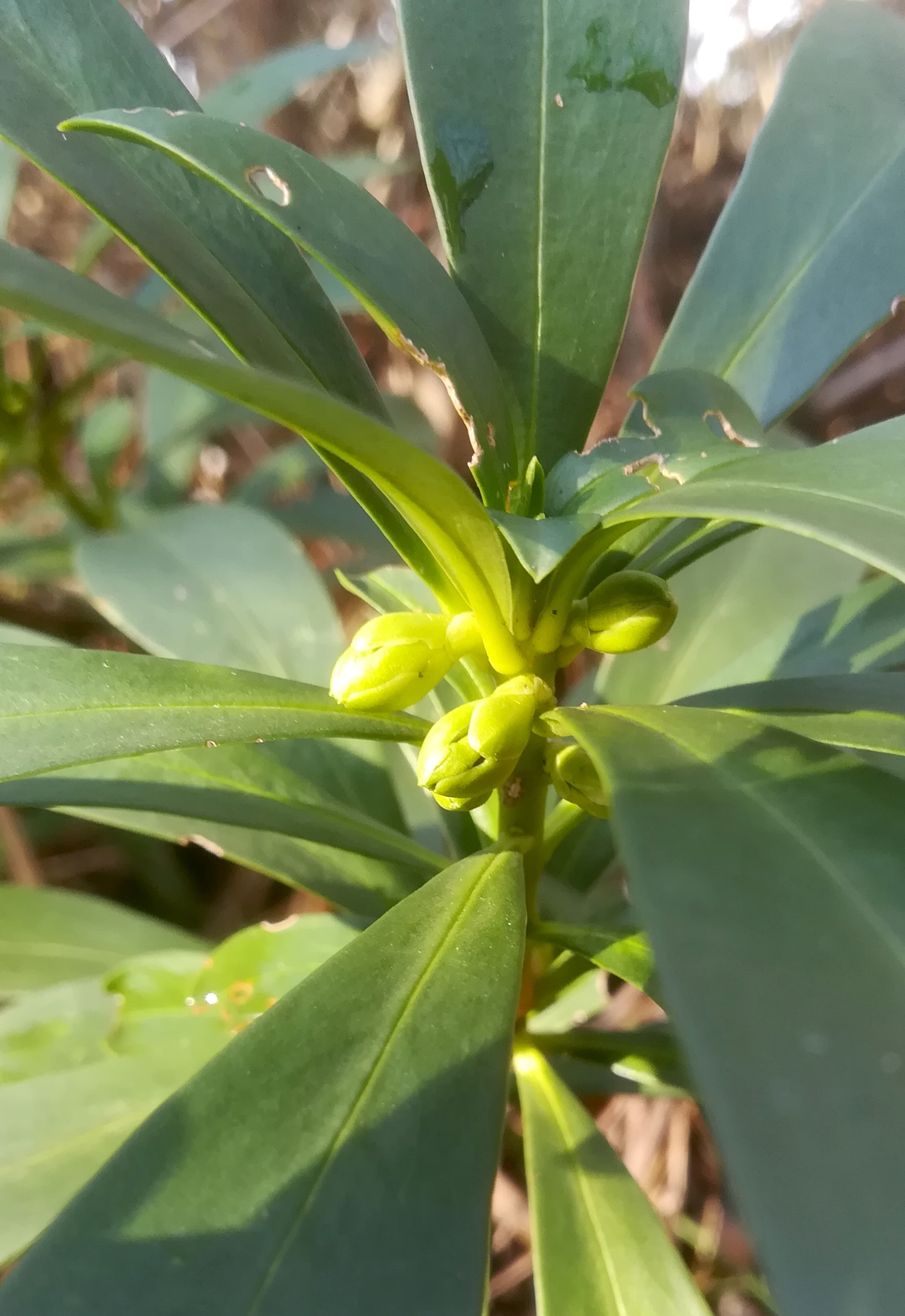 daphne laureola bierhäuslberg_20211230_113129.jpg