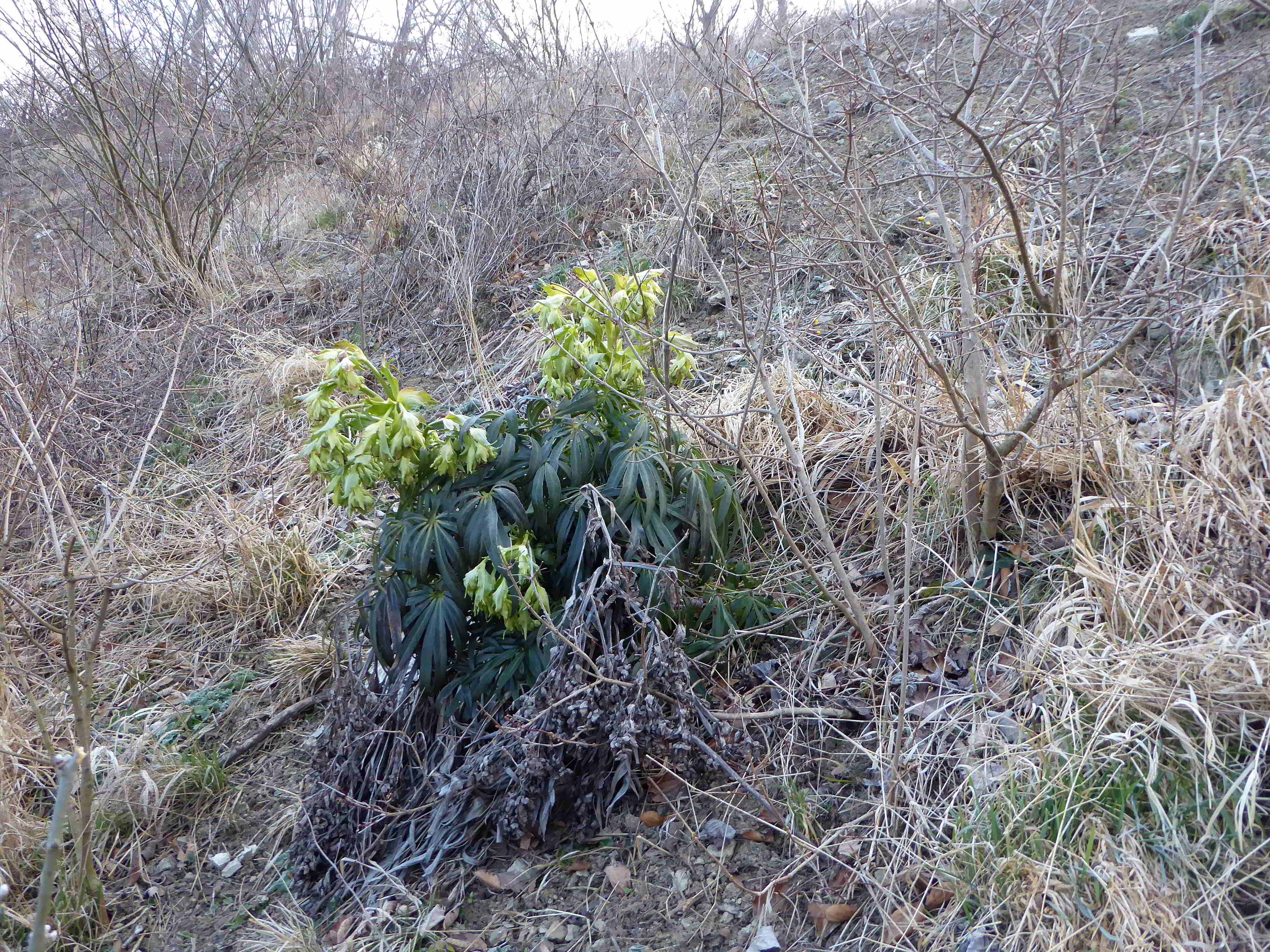 Kaltenleutgeben-Flösslstbr-25032018-(8).JPG