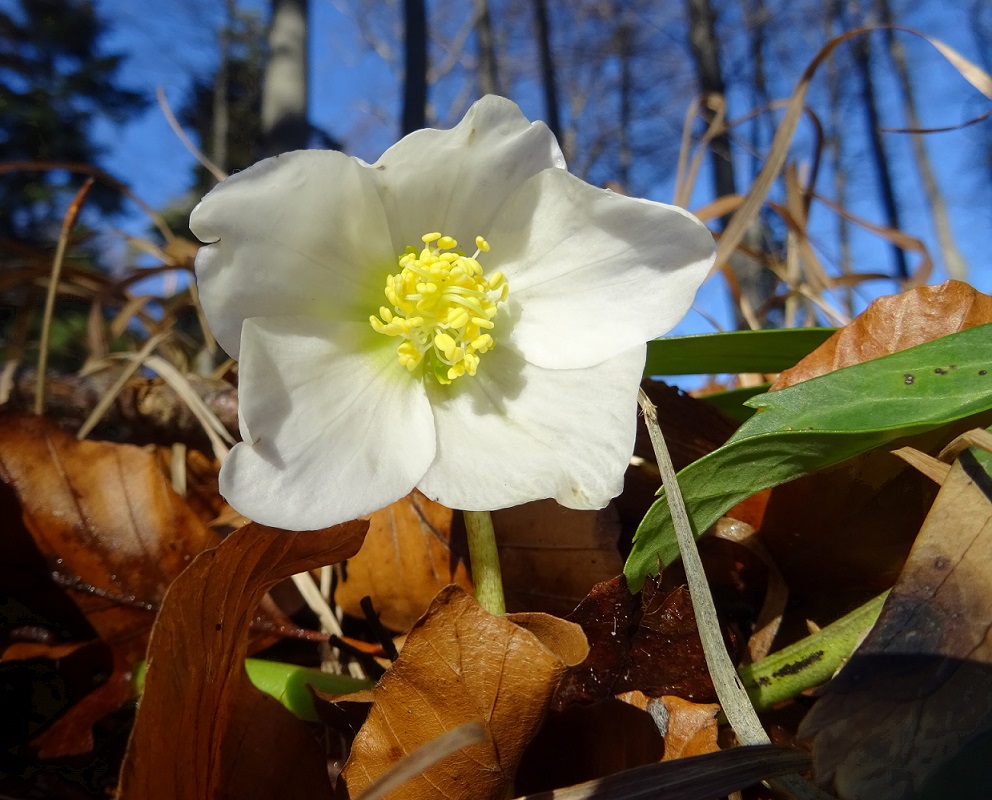 2021-12-31 Helleborus niger .jpg