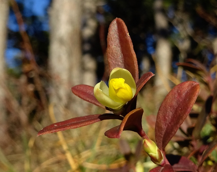 2021-12-31 Polygala chamaebuxus .jpg