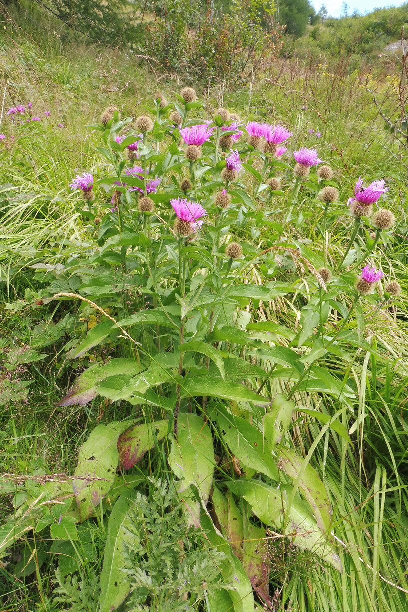 Centaurea pseudophrygia 1.JPG