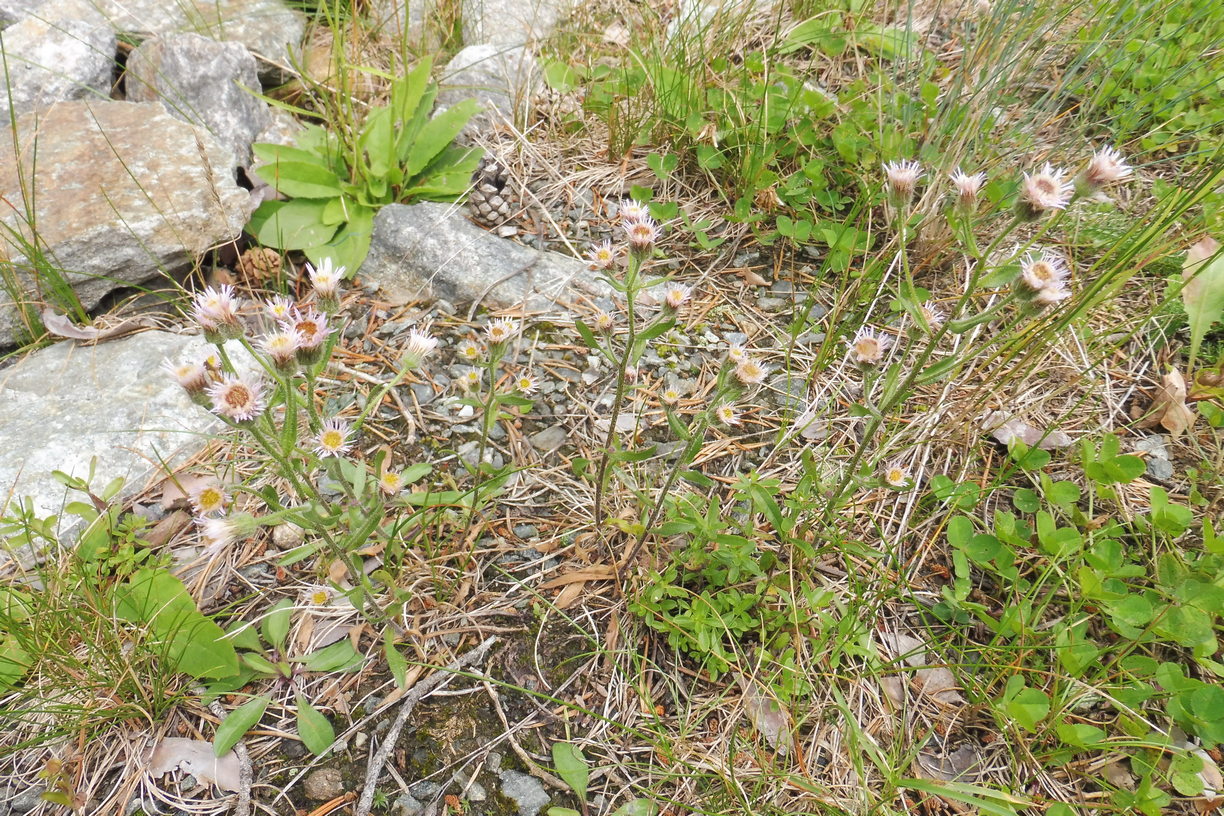 Erigeron acris ssp. serotinus.JPG