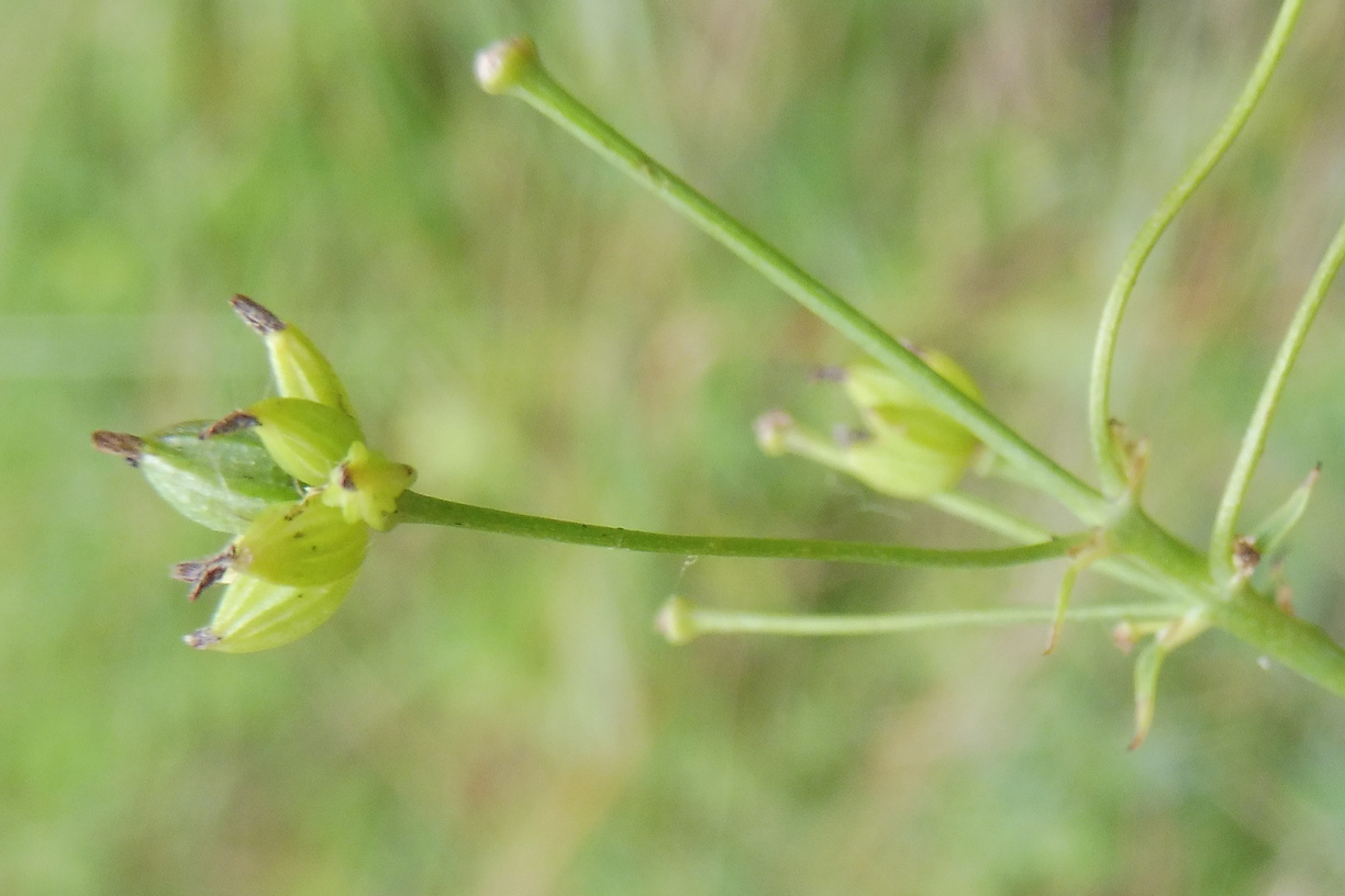 Thalictrum minus 3.JPG