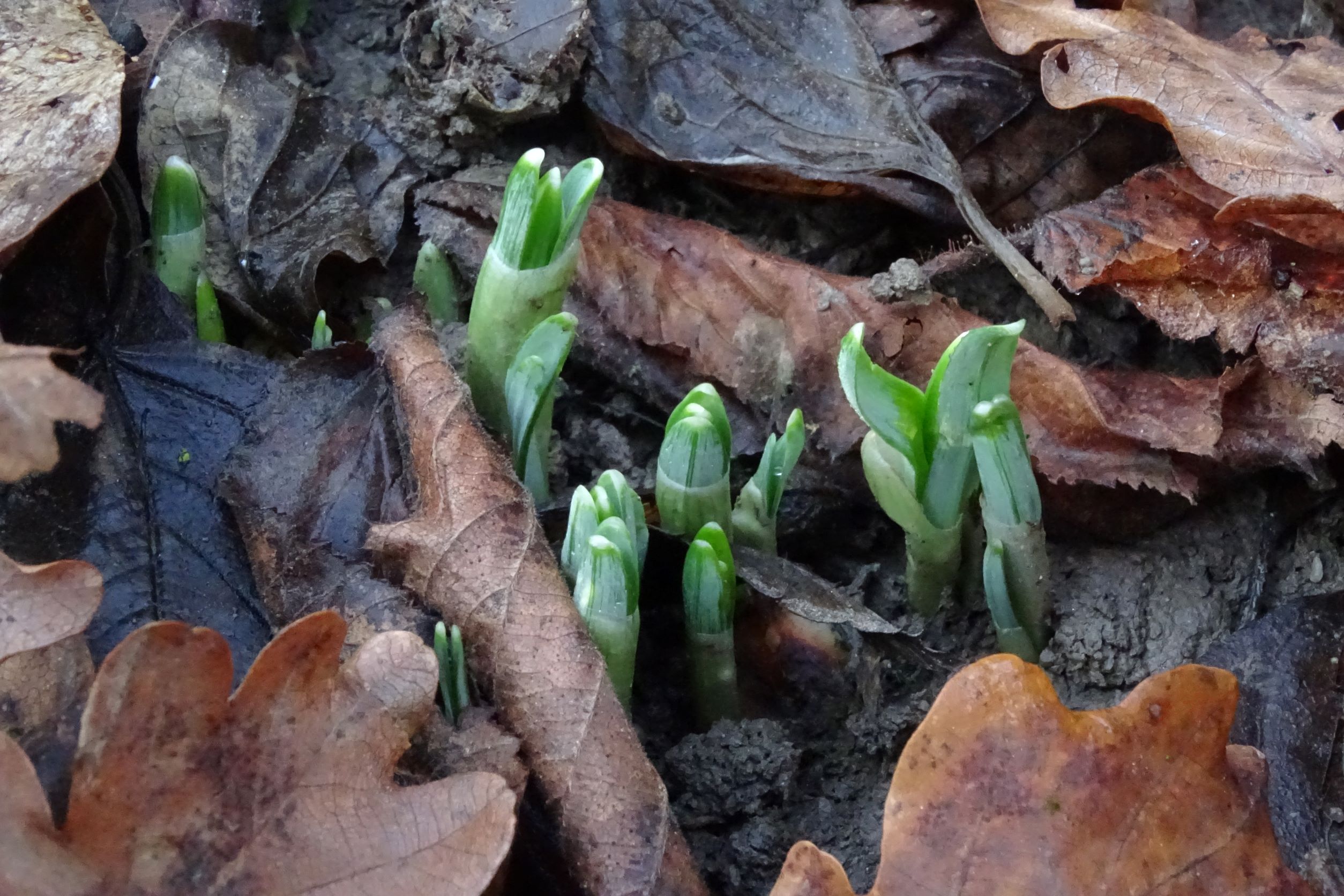 DSC06879 phäno 2022-01-02, galanthus nivalis, stopfenreuther au.JPG