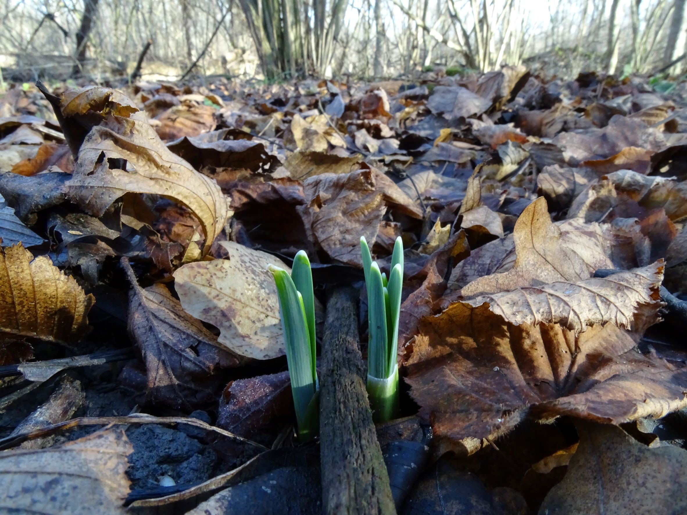 DSC06904 phäno 2022-01-02, galanthus nivalis, stopfenreuther au.JPG