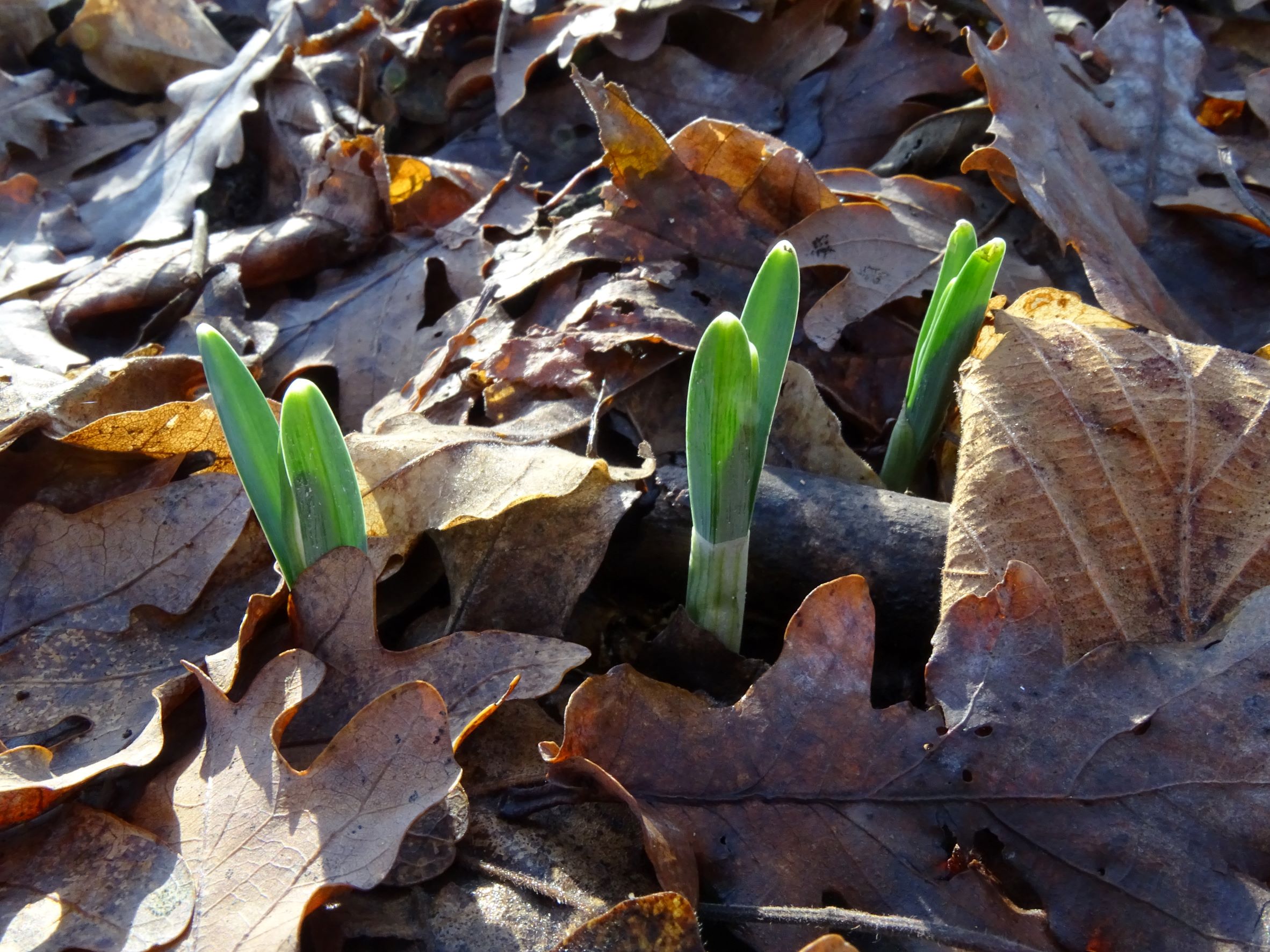 DSC06910 phäno 2022-01-02, galanthus nivalis, stopfenreuther au.JPG