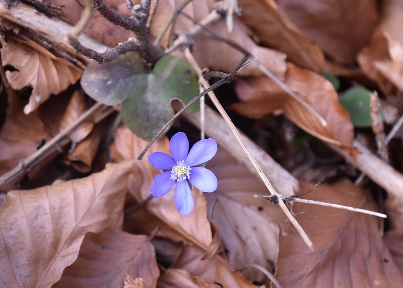 Lilienfeld - 02012022 - (5)  - Hepatica nobilis - Leberblümchen.JPG