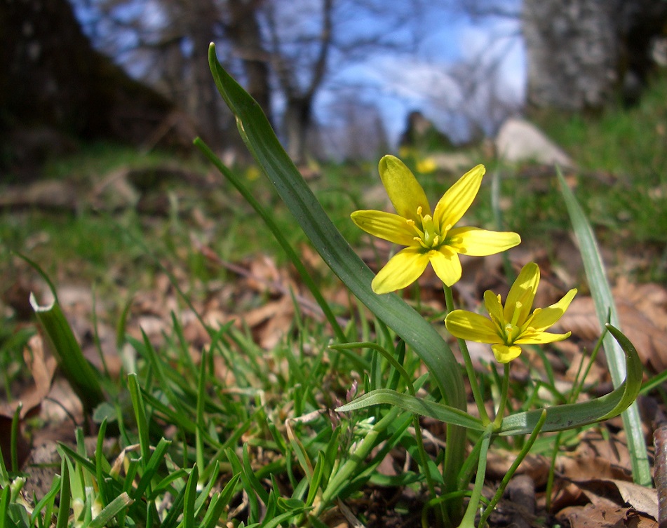 04-22-15  Gagea lutea.jpg