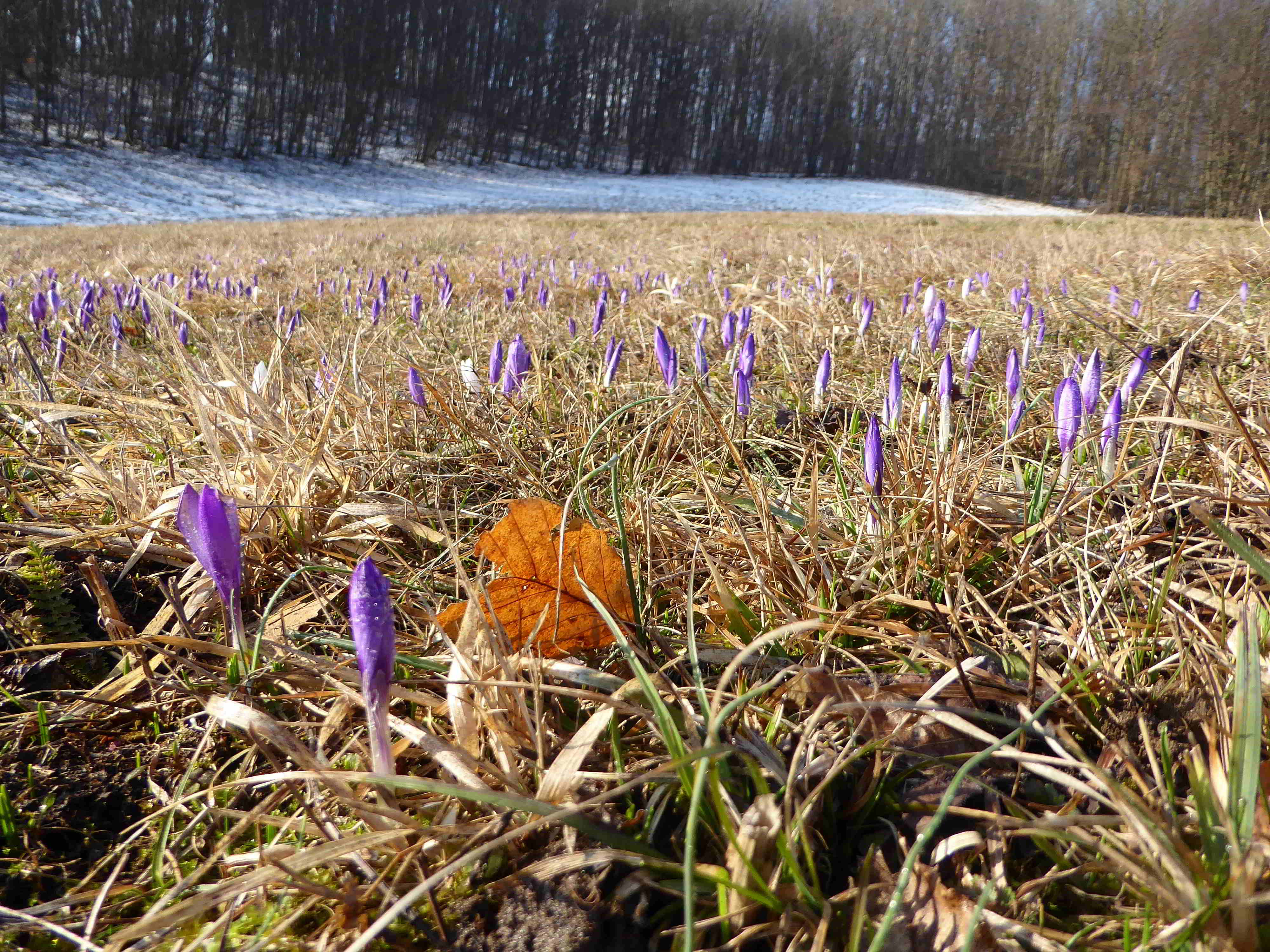 Seewiese-Kaltenleutgeben-25032018-(5).JPG