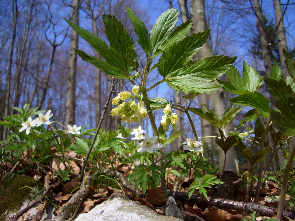 04-22-15 Cardamine enneaphyllos mit Buschwindröschen.jpg