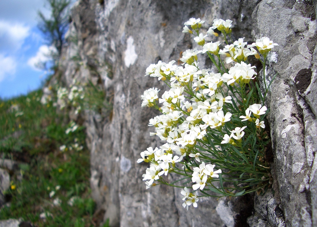 05-08-15  Unbekannter Kreuzblütler, Reisalm.jpg