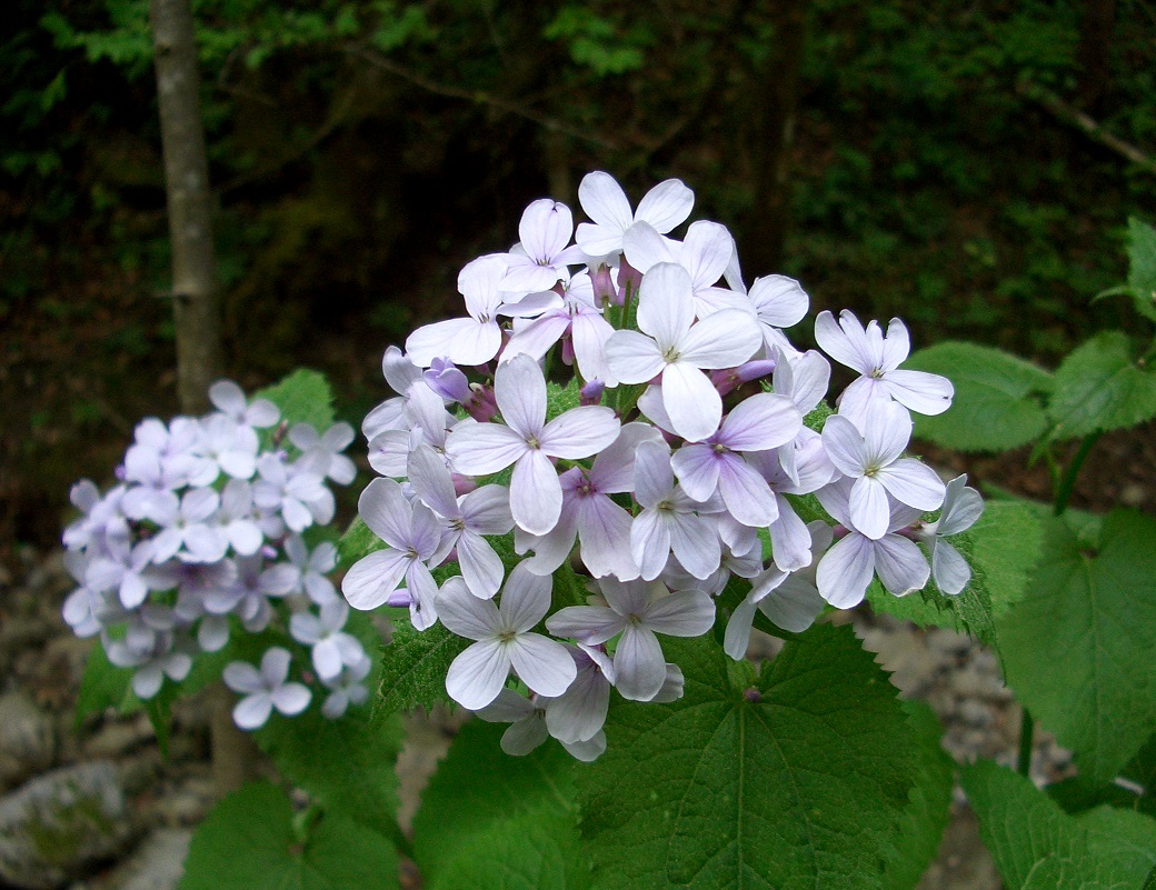 05-08-2015  Lunaria rediviva.jpg