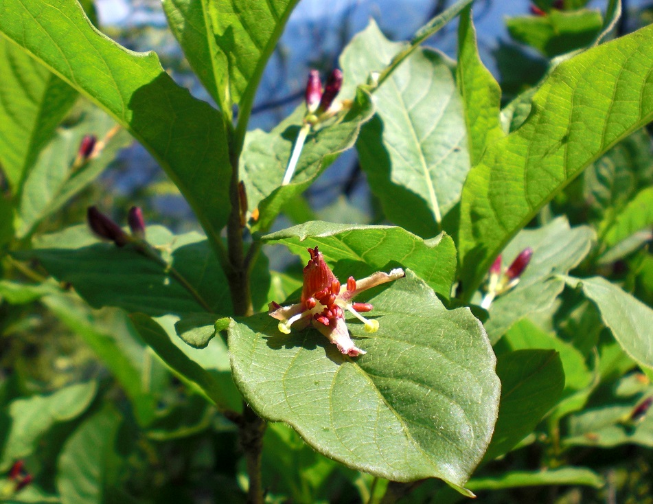 05-29-2015 Lonicera alpigena.jpg