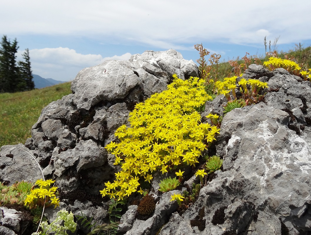 06-28-17 Sedum acre.jpg