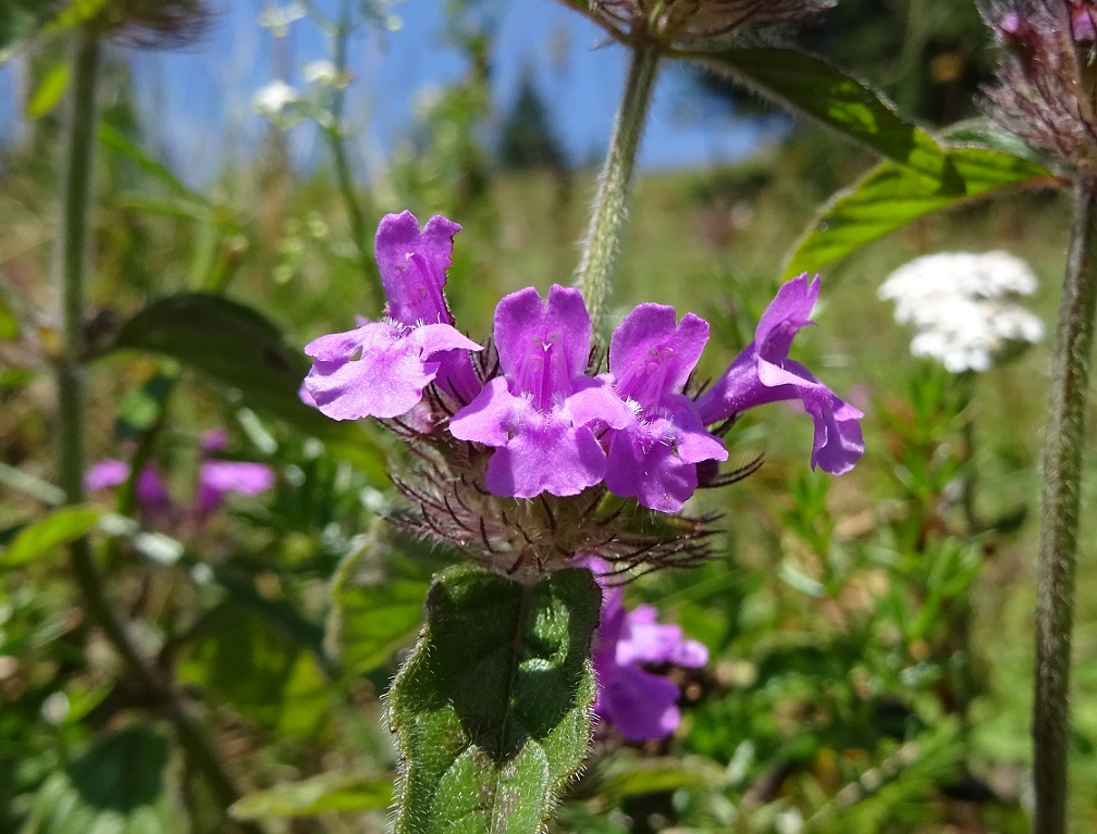 07-20-2018  Clinopodium vulgare.jpg