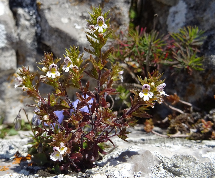 07-20-2018  Euphrasia salisburgensis  (s. str.).jpg