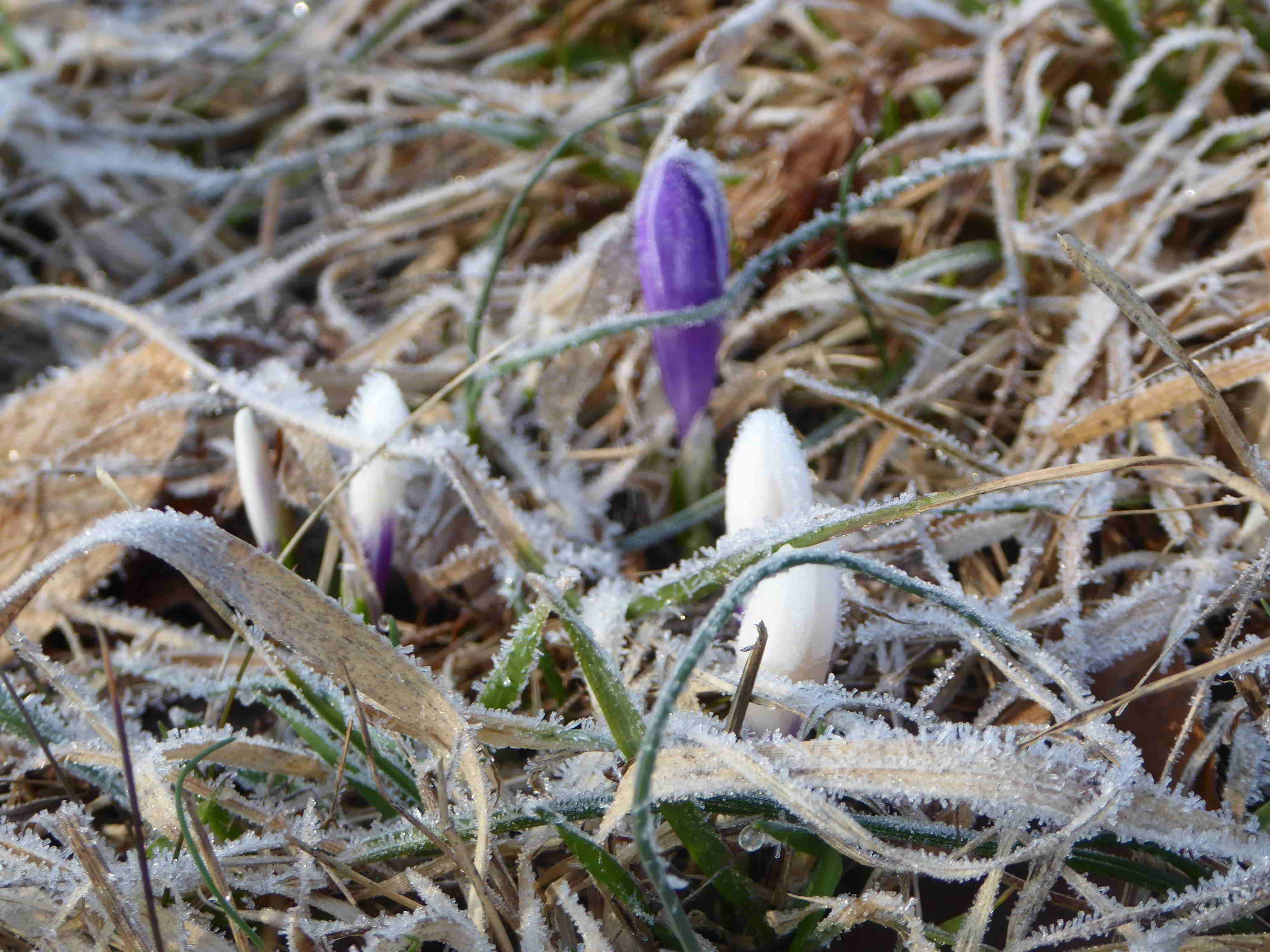 Seewiese-Kaltenleutgeben-25032018-(9).JPG