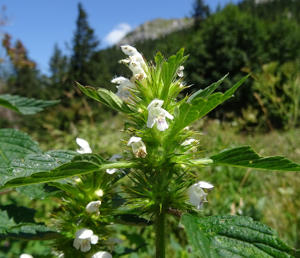 07-20-2018  Lamium cf. maculatum..jpg