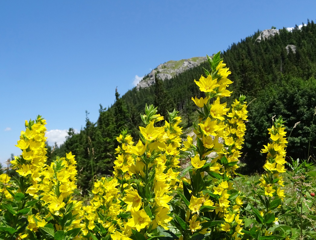 07-20-2018  Lysimachia punctata.jpg