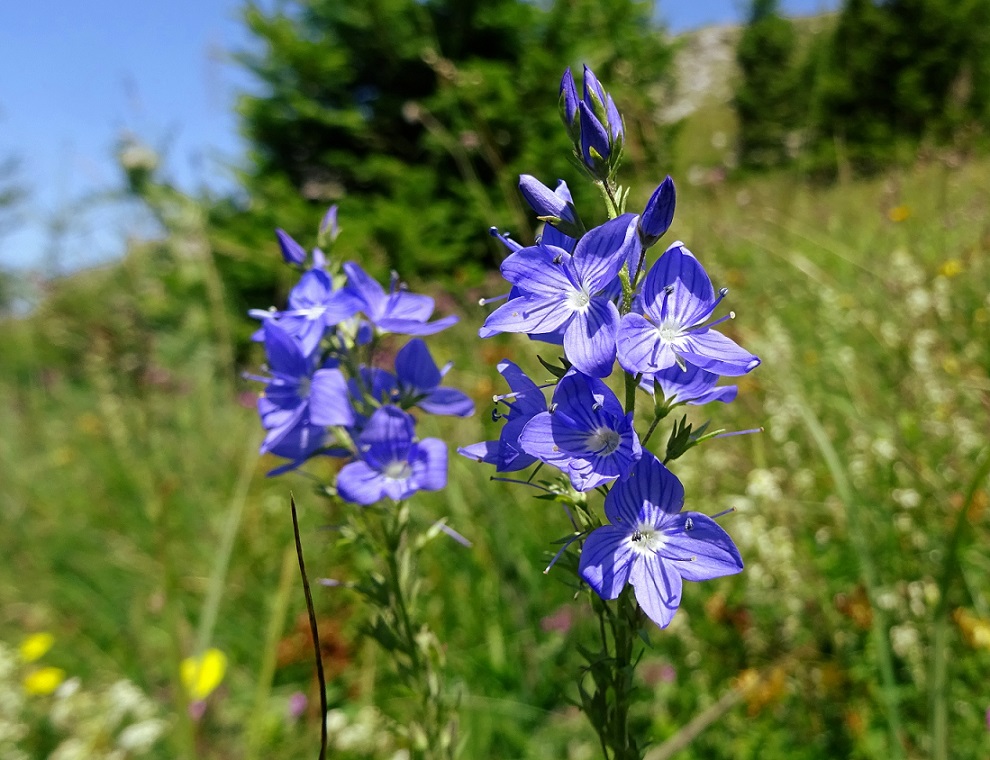 07-20-2018  Veronica chamaedrys subsp. micans.jpg