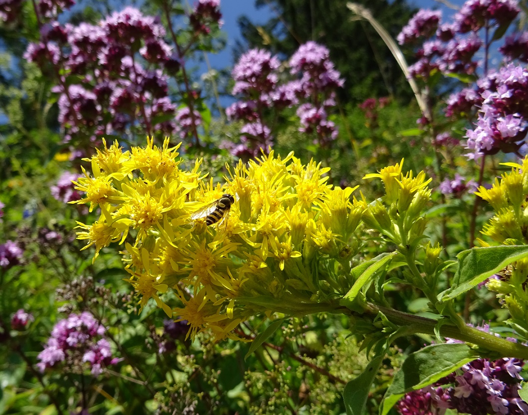 07-20-2018 Solidago virgaurea subsp. virgaurea und Echt Dost.jpg