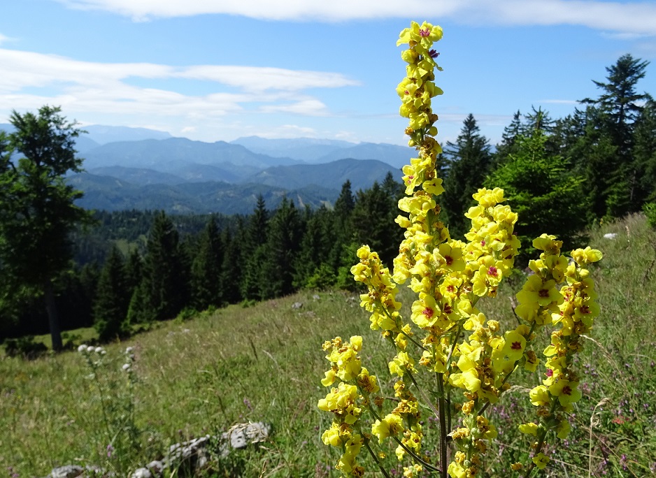 07-23-2019 Verbascum austriacum.jpg