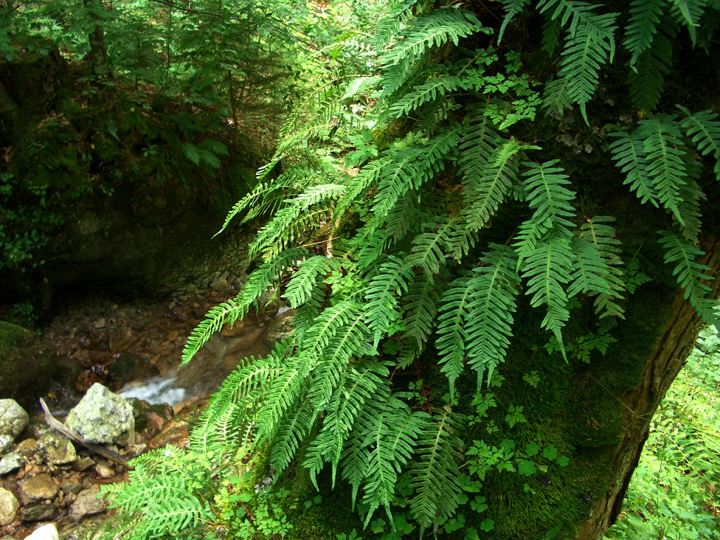 08-18-2014 Polypodium agg. auf Bergahorn.jpg