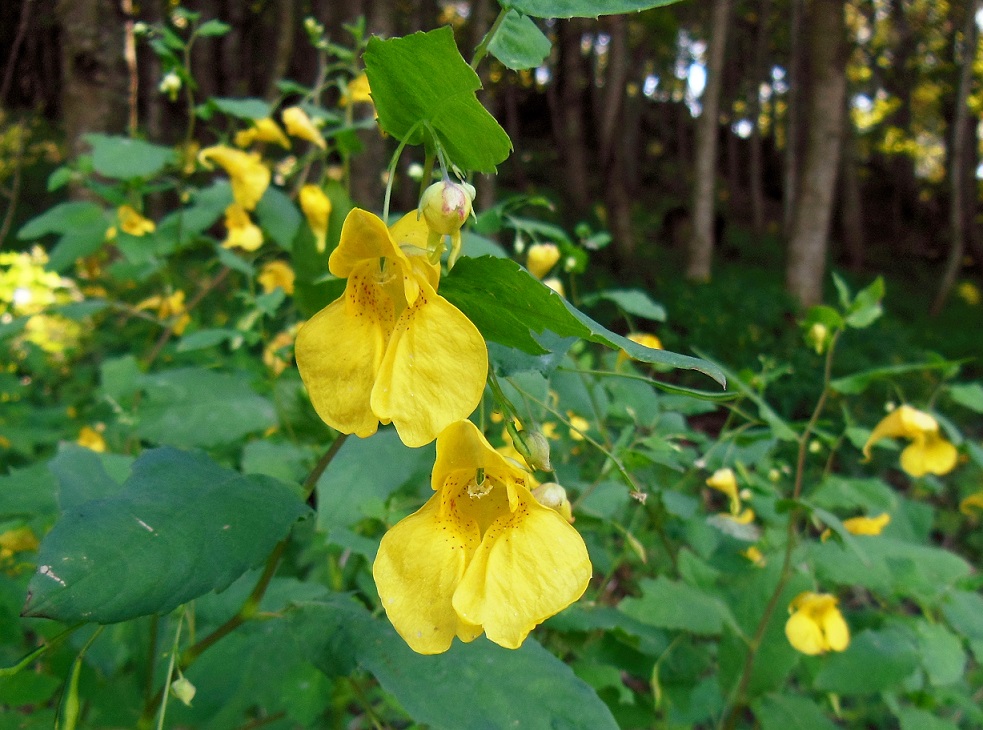 08-27-2016  Impatiens noli-tangere ).jpg