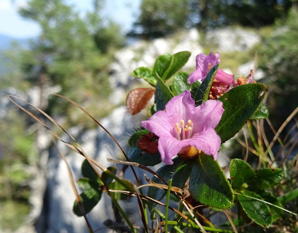 09-20-2018    Rhododendron hirsutum.jpg