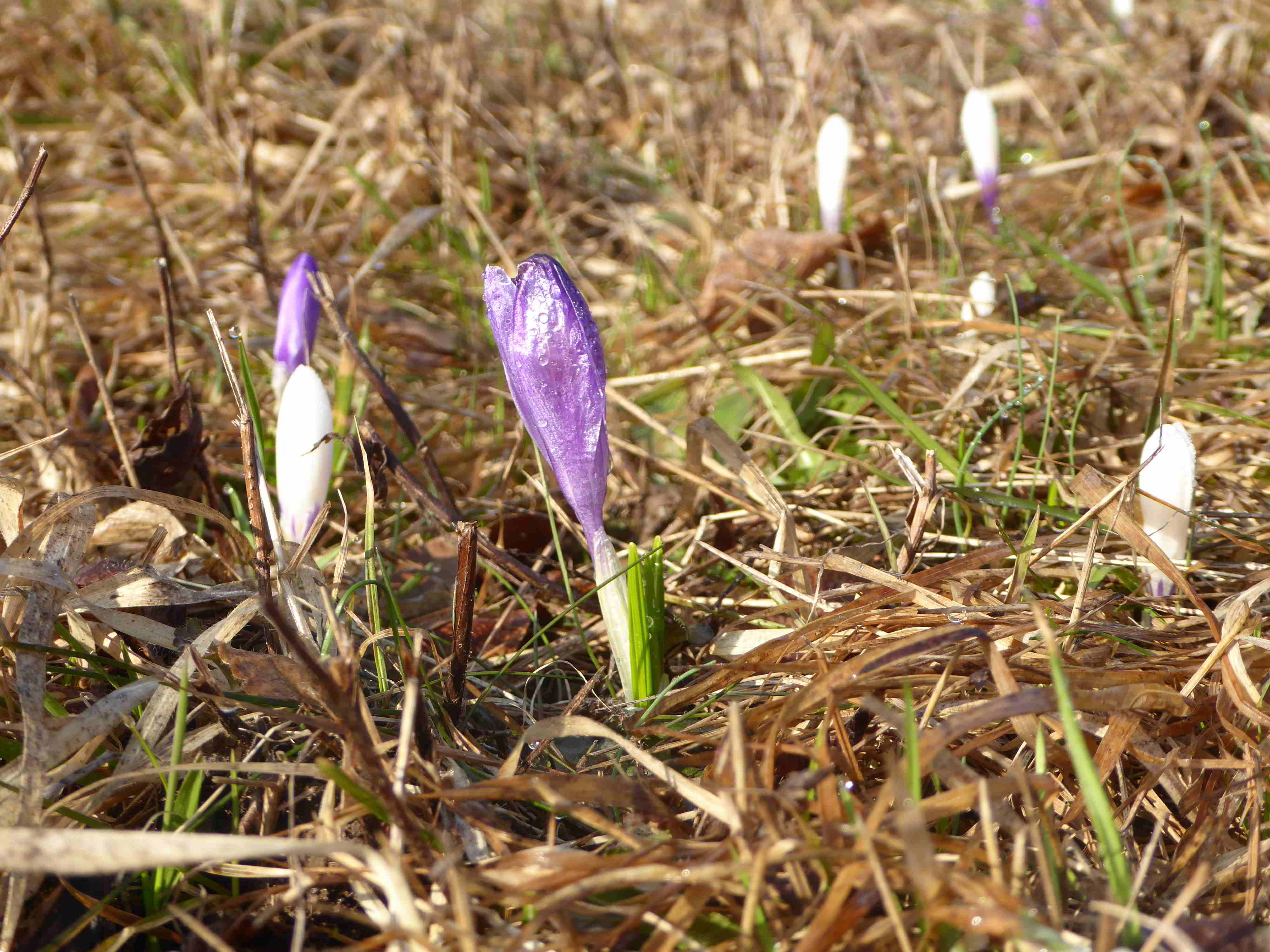 Seewiese-Kaltenleutgeben-25032018-(7).JPG