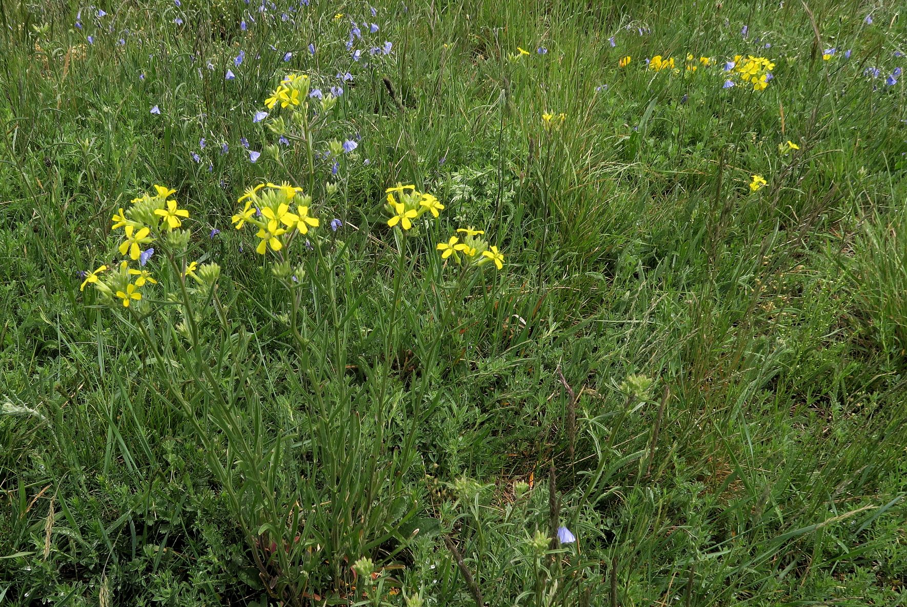 Erysimum sylvestre) Felsen)-Goldlack, Neusiedl aS Kalvarienberg SW-Hang 15.05.2021 C5X (4).JPG