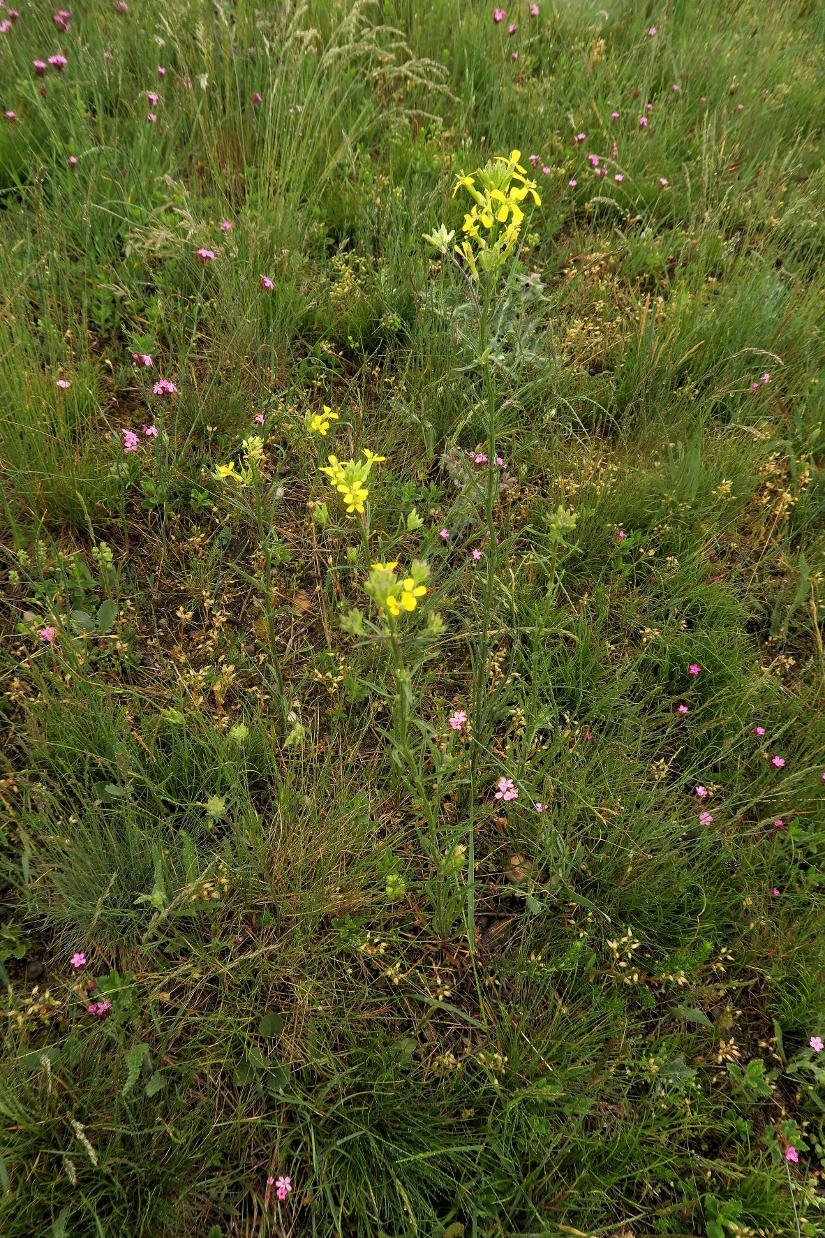 Erysimum sylvestre) Felsen)-Goldlack, Neusiedl aS Kalvarienberg SW-Hang 15.05.2021 C5X (3).JPG