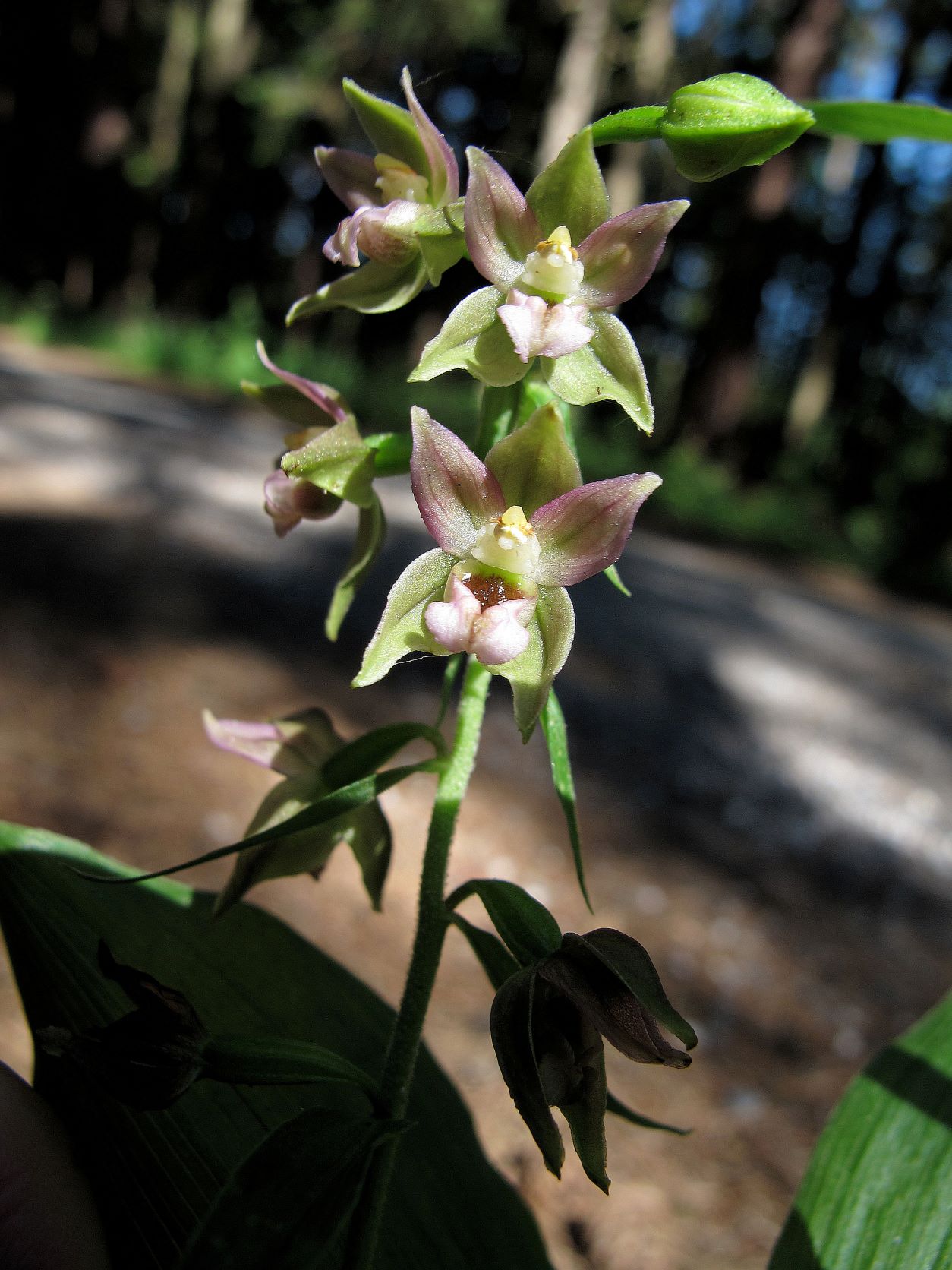 Gruppe 1a Epipactis helleborine agg. Artengruppe Breitblatt-Ständelwurz, Wld bei Unterlimbacher Teichen bei Neudau  07.07.2014 C (6).JPG