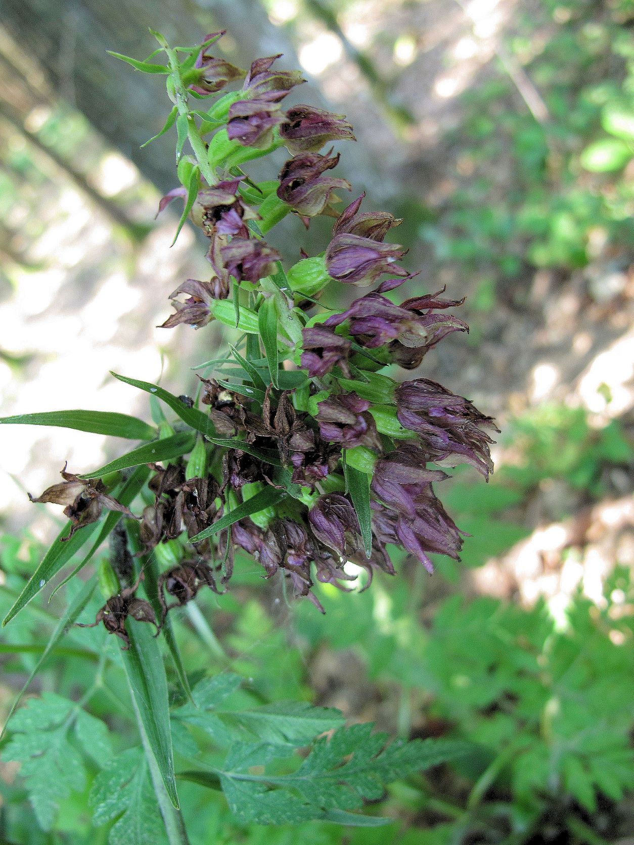 Gruppe 1b Epipactis helleborine agg. Artengruppe Breitblatt-Ständelwurz, Wld bei Unterlimbacher Teichen bei Neudau  07.07.2014 C (1).JPG