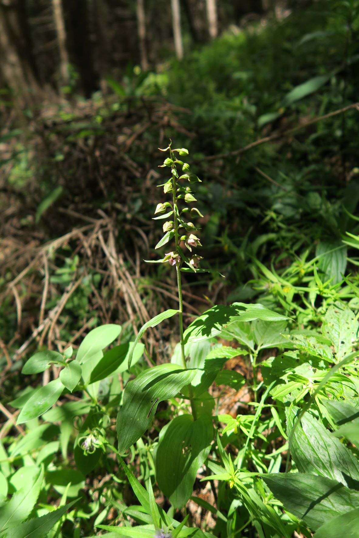 Gruppe 1c Epipactis helleborine agg. Artengruppe Breitblatt-Ständelwurz, Altenberg Lurgbauer Ri Schneealm 12.07.2017 C5X (6).JPG