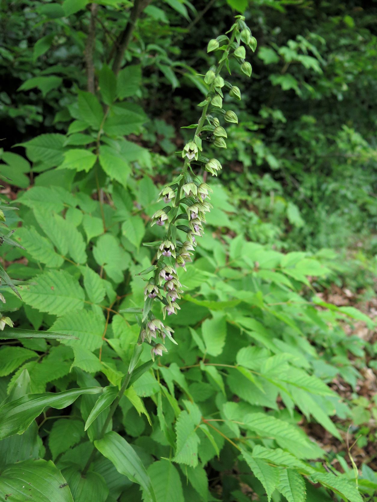 Gruppe 2a Epipactis helleborine ssp. orbicularis) Kurzblttr.) Grün-Ständelwurz BotiB), Mürzzuschlag Au 15.07.2016 C (9).JPG