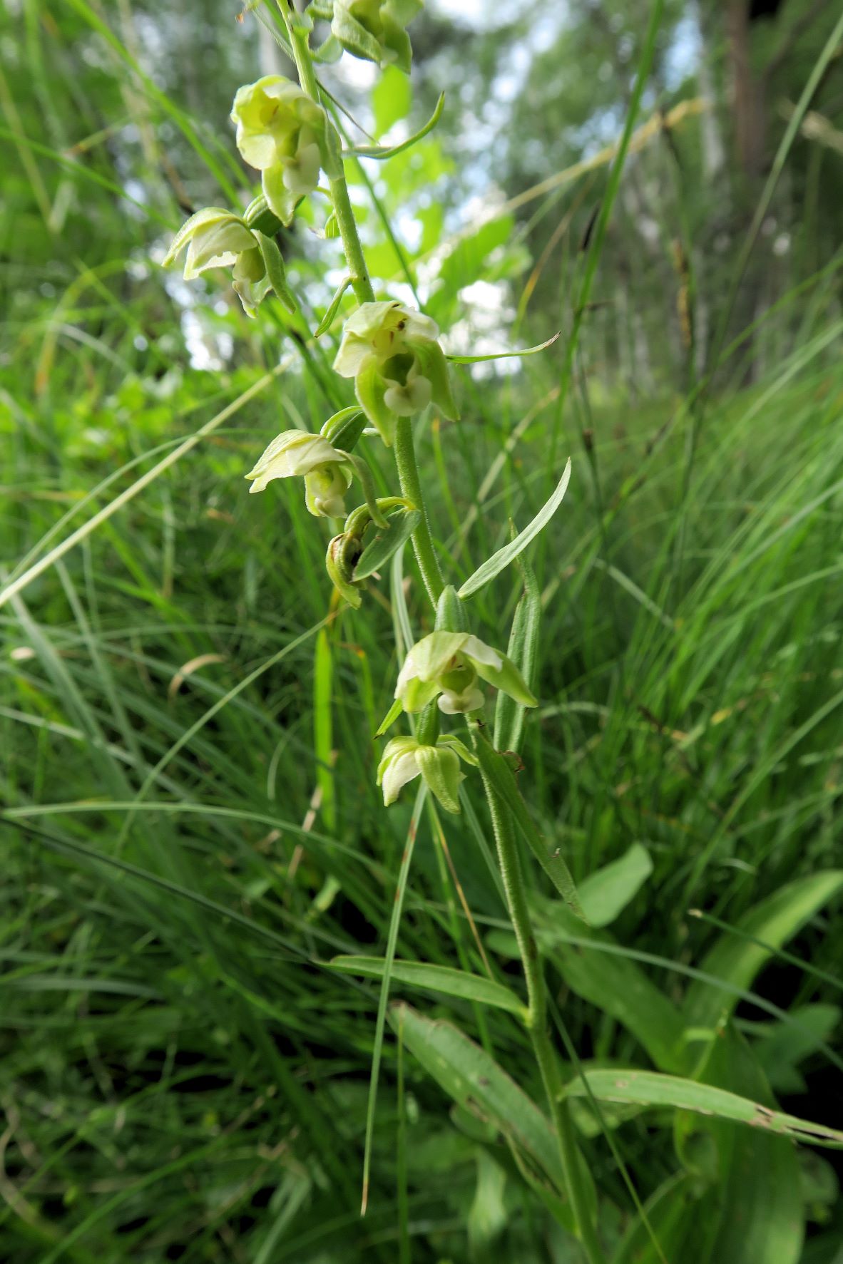 Gruppe 2c Epipactis helleborine agg. Artengruppe Ständelwurz, Halltal Mooshuben Mariazellerld 16.07.2019 C5X (12).JPG