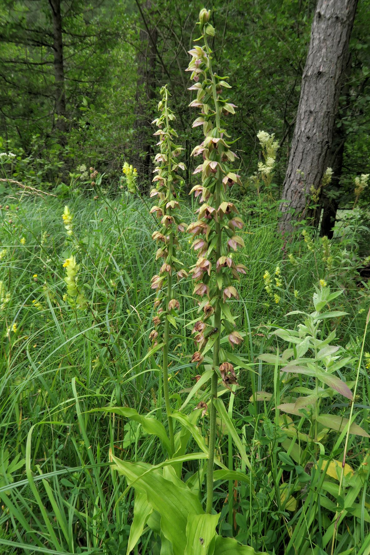 Gruppe 3a Epipactis muelleri Müller-Ständelwurz (LB rinnig, gewellte Ränder, Bl nicknd), Walster Hubertussee Mariazellerld. 07.07.2018 C5X (1).JPG