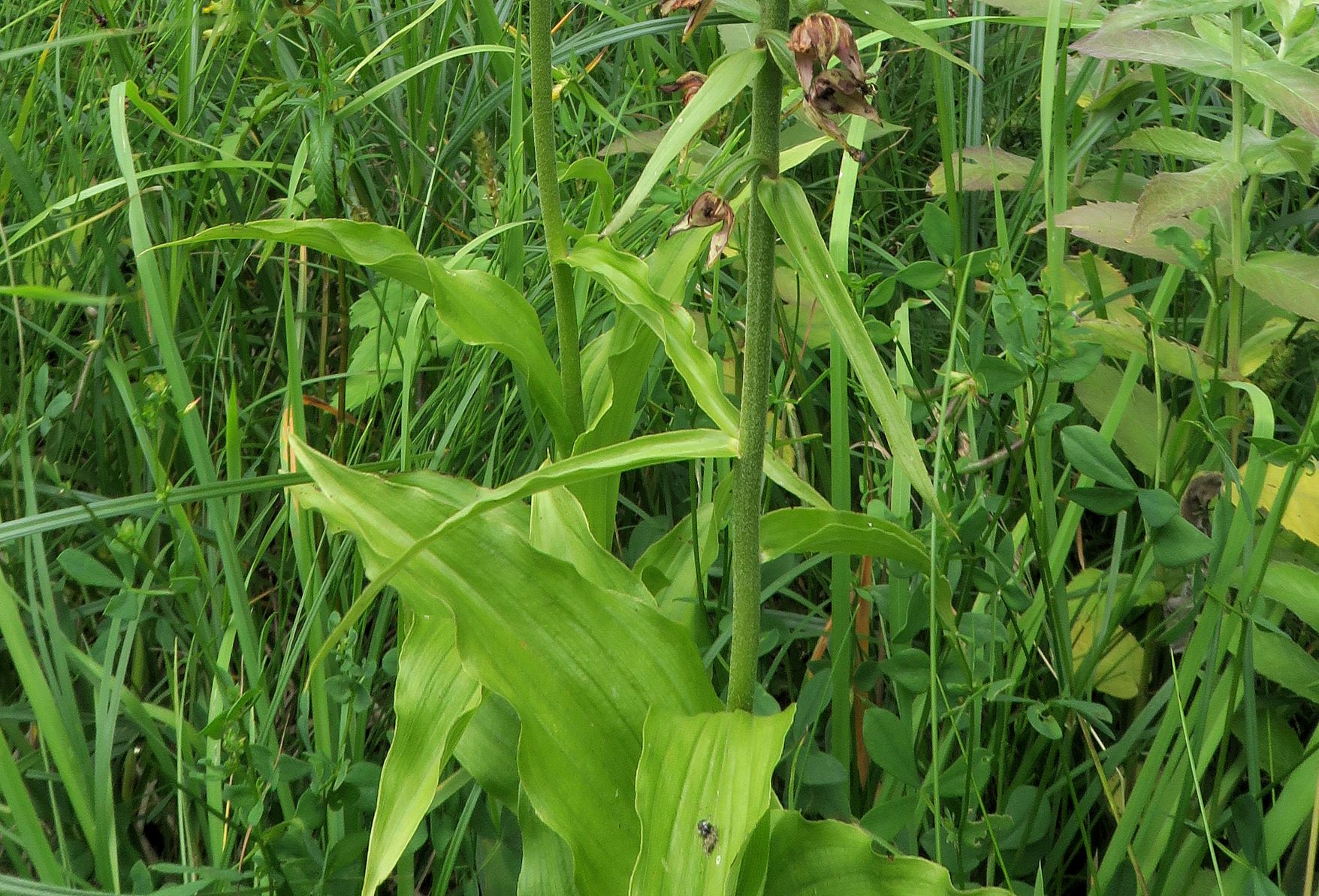 Gruppe 3b Epipactis muelleri Müller-Ständelwurz (LB rinnig, gewellte Ränder, Bl nicknd), Walster Hubertussee Mariazellerld. 07.07.2018 C5X (2).JPG