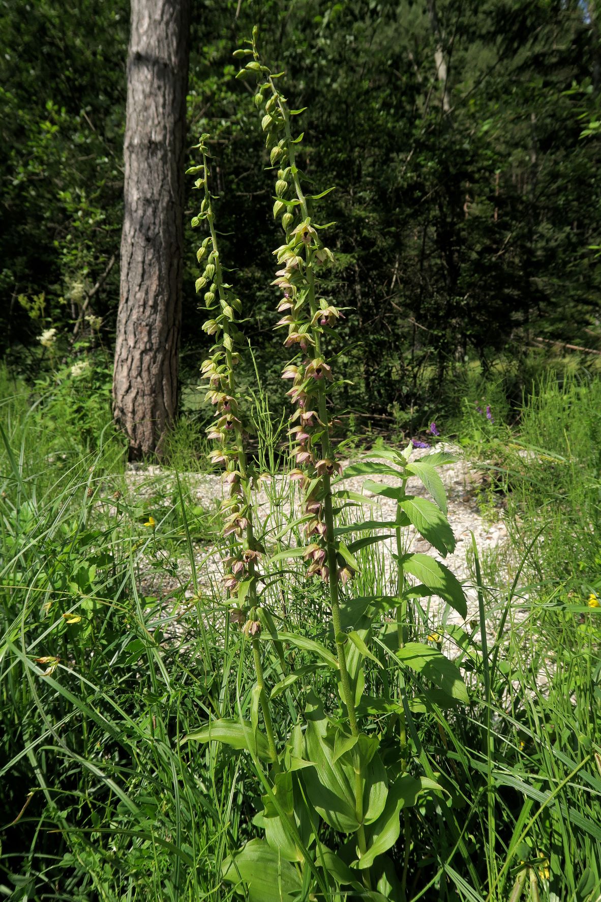 Gruppe 3c Epipactis muelleri Müller-Ständelwurz, Walster Hubertussee Mariazellerld. 16.07.2019 C5X (11).JPG