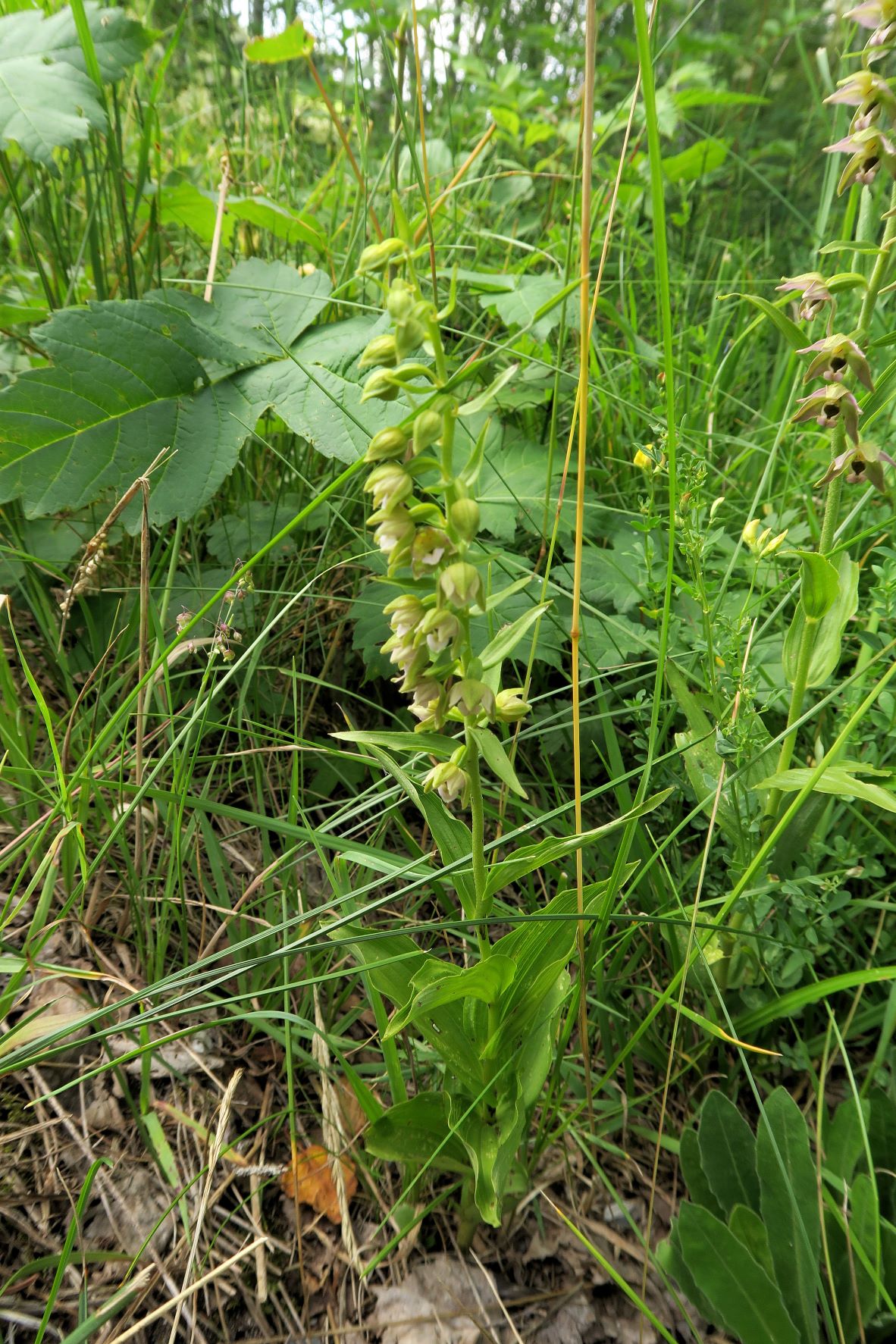 Gruppe 3d Epipactis muelleri Müller-Ständelwurz, Walster Hubertussee Mariazellerld. 16.07.2019 C5X (18).JPG