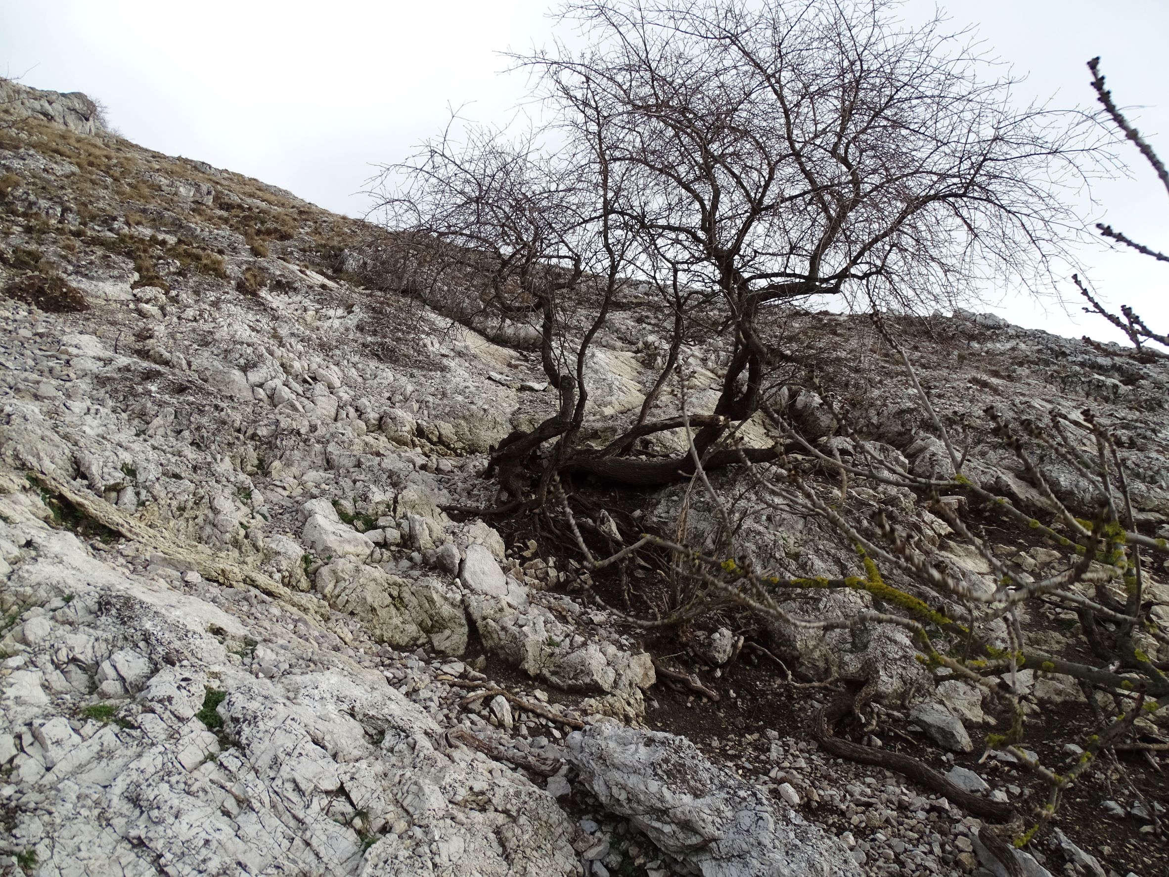 DSC07457 2022-01-06 braunsberg verkarstung.JPG