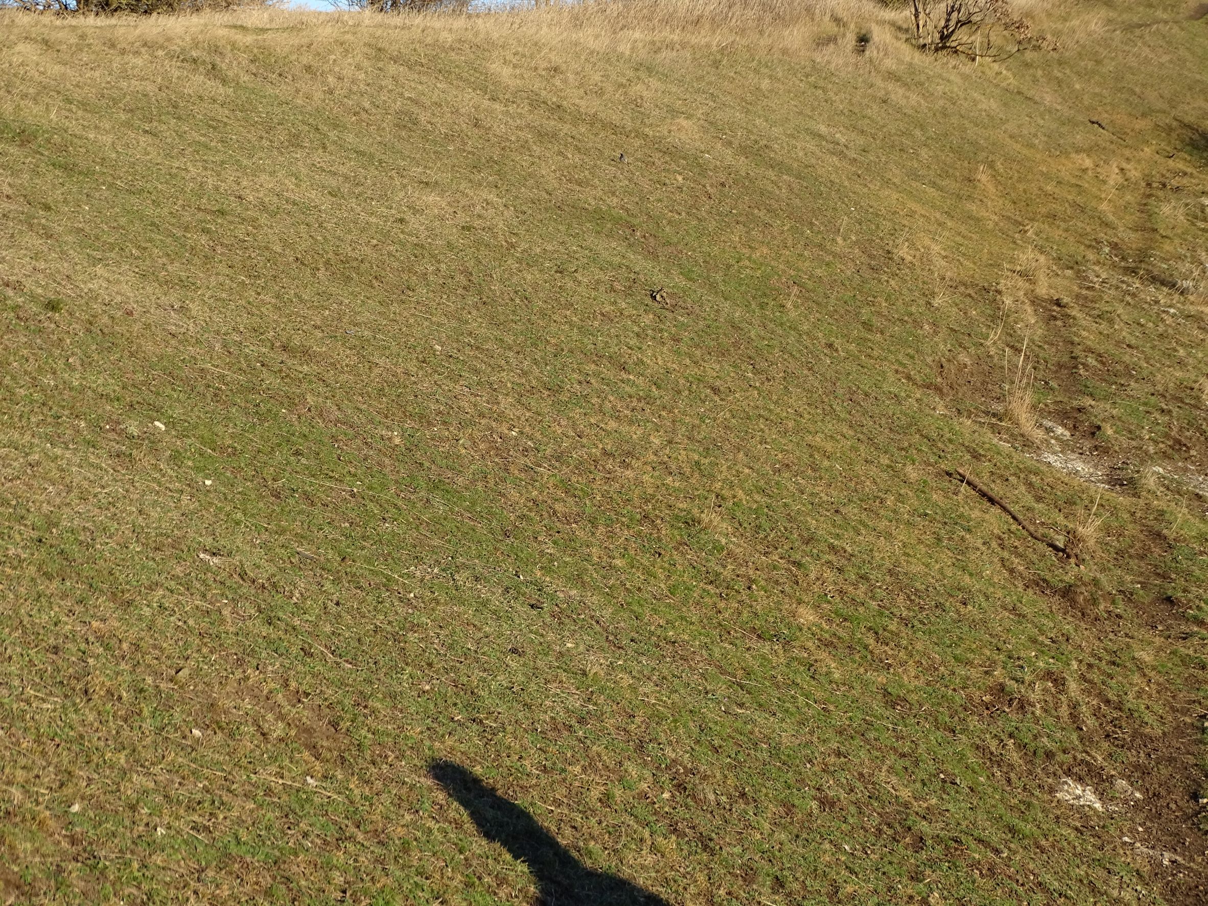 DSC07567 2022-01-06 braunsberg weiderasen.JPG