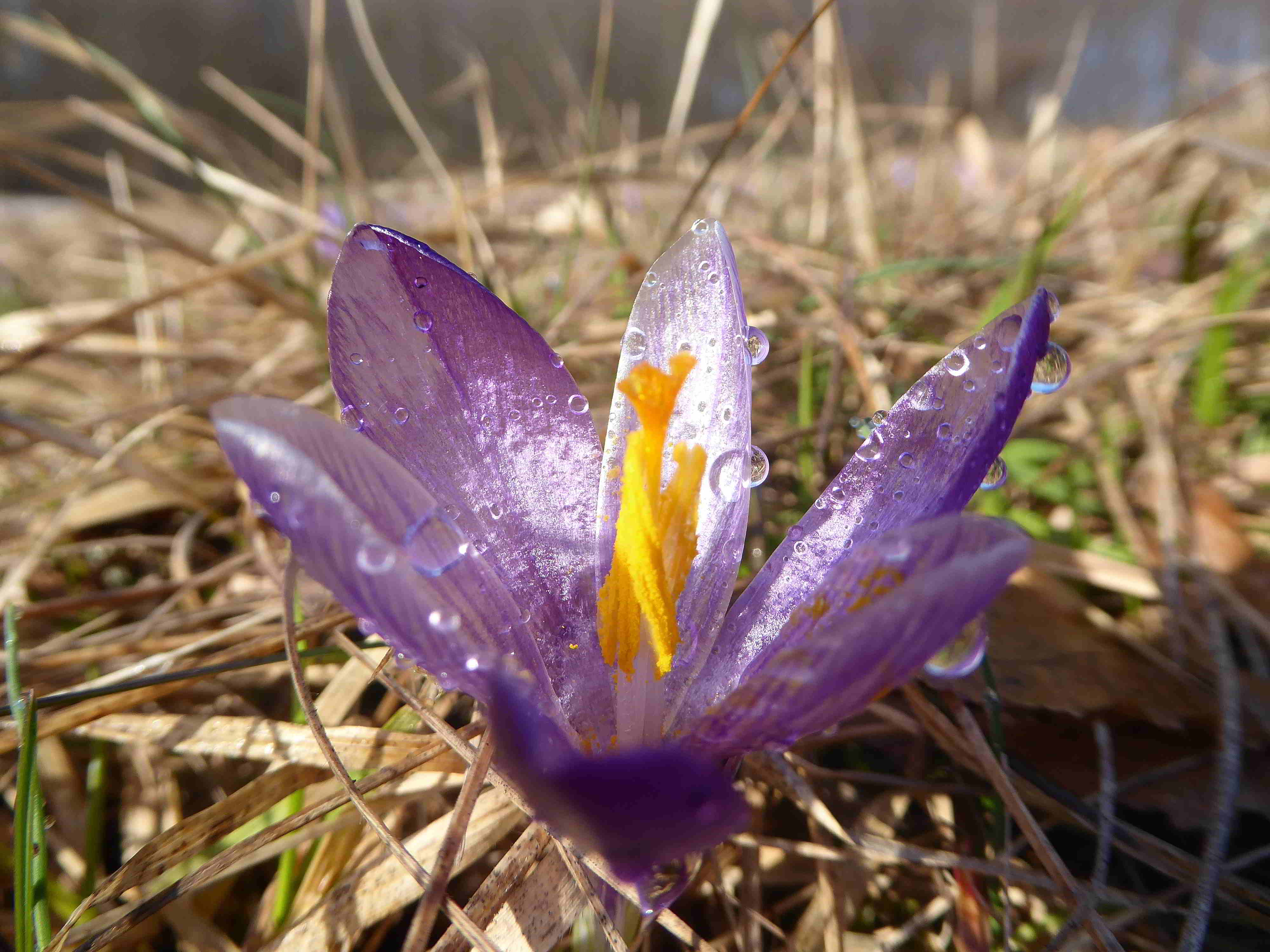 Seewiese-Kaltenleutgeben-25032018-(21).JPG