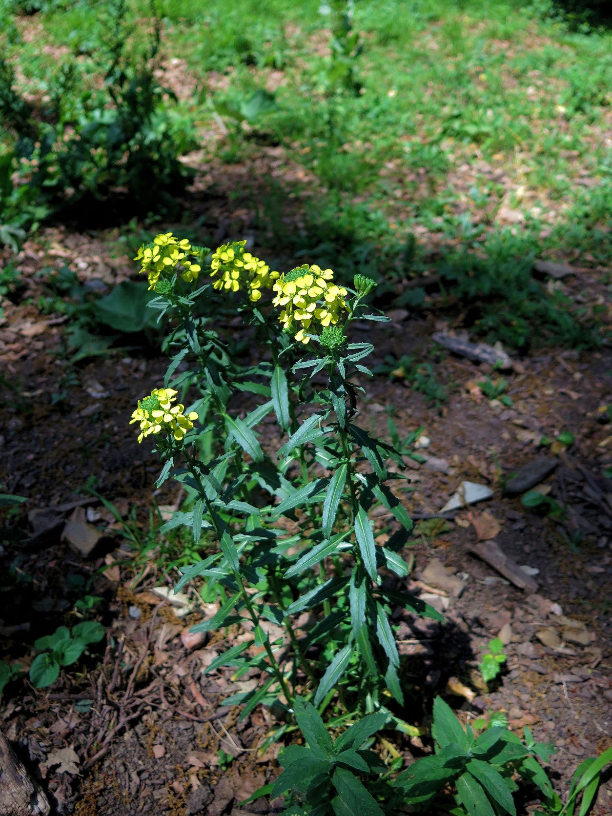 Erysimum odoratum Pannonien-Goldlack, Lainzer Tiergarten nahe Nikolaikapelle 05.06.2017 C (5).JPG