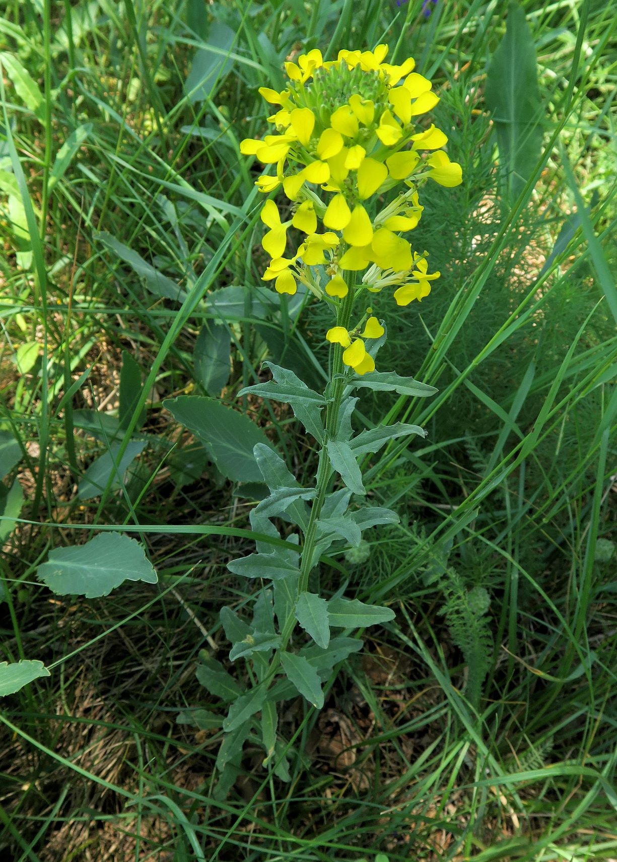 Erysimum odoratum Pannonien-Goldlack, Spitzerberg 13.05.2018 C5X (4).JPG