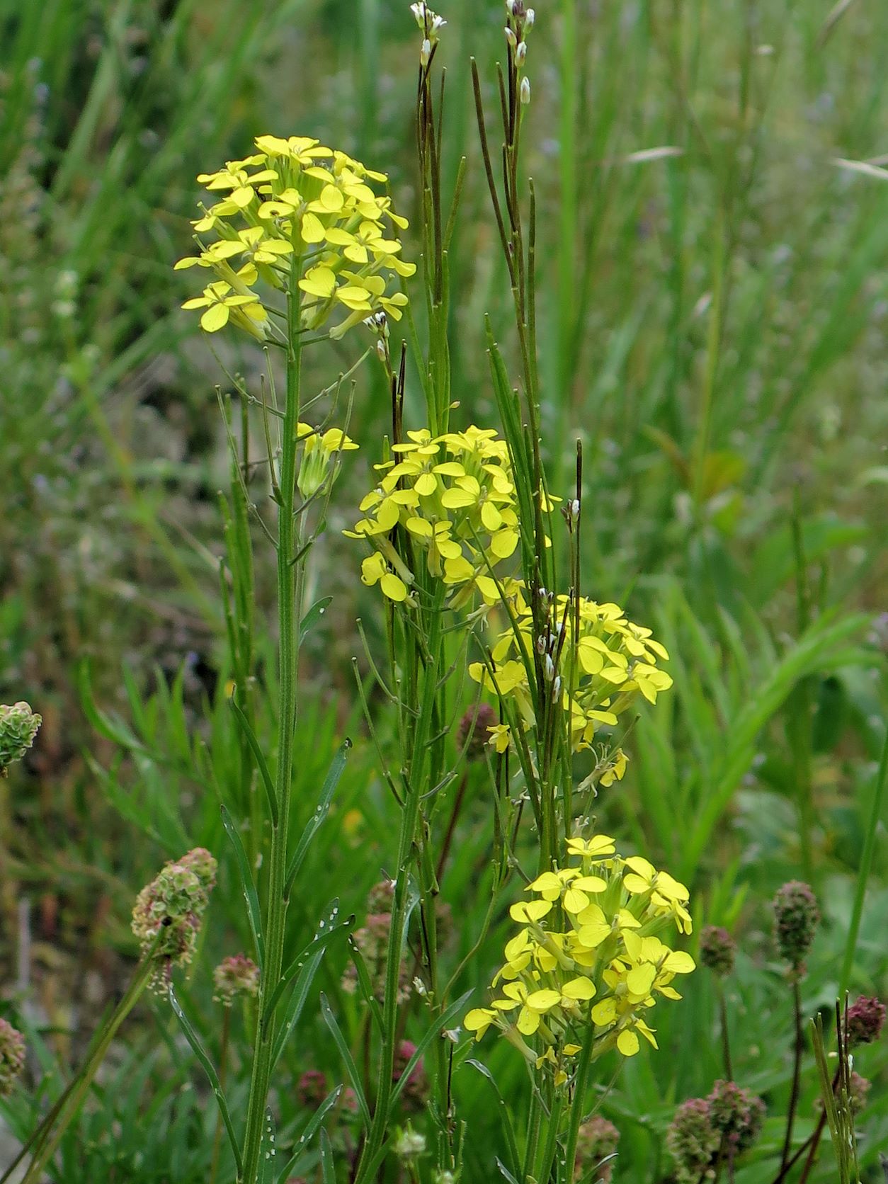 Erysimum sylvestre Felsen-Goldlack, Fluxberg Pfaffstätten 18.05.2016 C (8).JPG