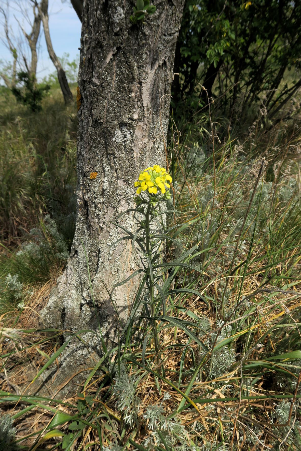 Erysimum sylvestre Felsen-Goldlack, NeusiedlaS Kalvarienberg 08.05.2020 C5X (1).JPG