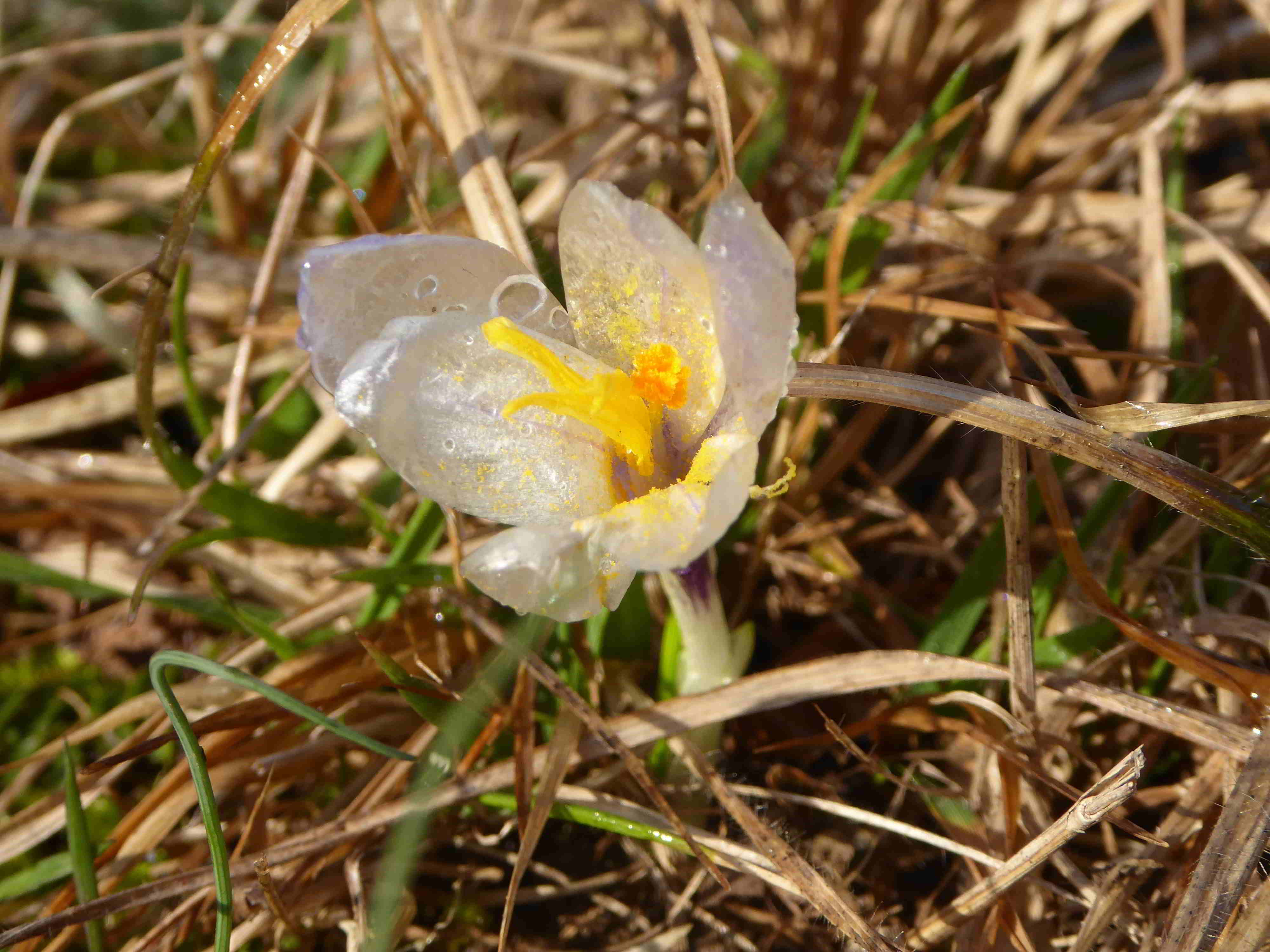 Seewiese-Kaltenleutgeben-25032018-(8).JPG